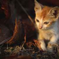Animal Protection Month in October – Pet Safety Begins at Home — Katzenworld