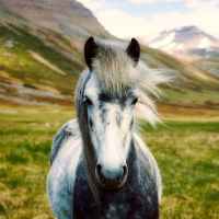 What Is a Backyard Horse? — The Backyard Horse Blog